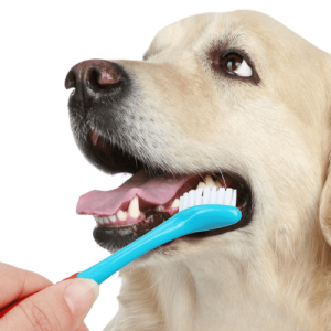 Brosse à Dents Double Tête pour Chien