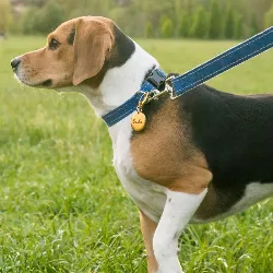 Hundemarke Rund Gold Deluxe