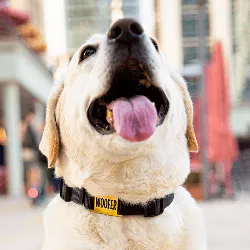 Hundemarke zum Aufschieben Gold