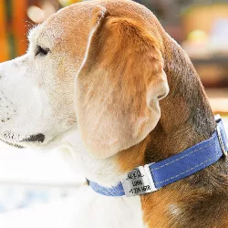 Hundemarke zum Aufschieben Silber