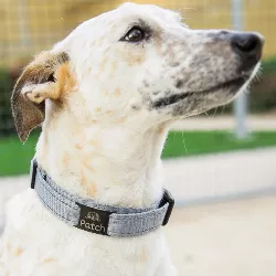 Hundemarke zum Aufschieben Schwarz