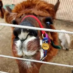 Hundemarke Rund Gold