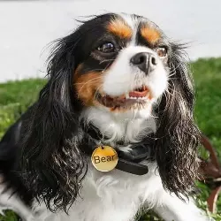 Hundemarke Rund Gold